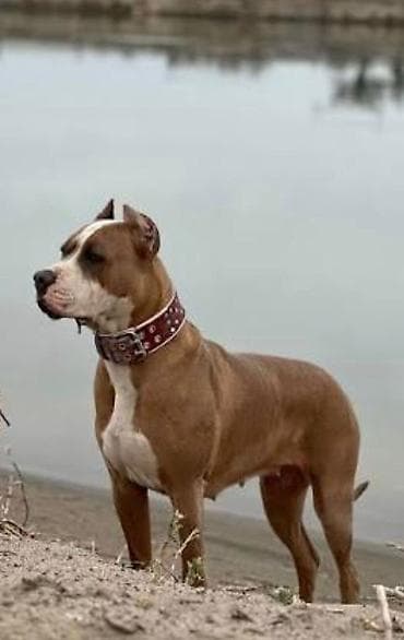 Иттер: 🐶 Продаётся щенок Американский стаффордширский терьер Ищу любящую и — 5