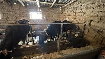 сосиска собака: Продаю | Тёлка | На откорм | Нетель — 7