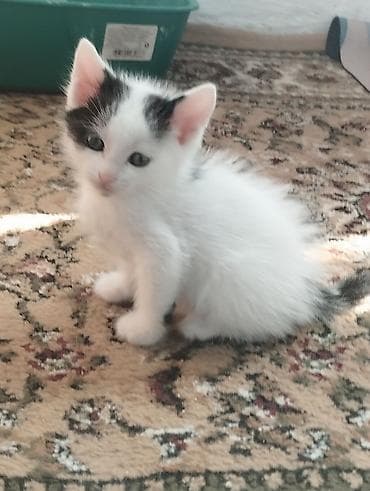 лежанка для кошки: Котёнок, черно-белый, короткошёрстный. Особенности: - мальчик, очень — 2