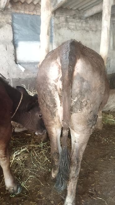 Продаю | Тёлка | На откорм | Нетель