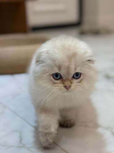 стрижка овес: Скотиш Фолд (Шотландская вислоухая), 4 месяца, Мальчик, Приучена к лотку — 4