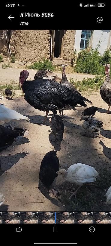 соль для животных: Продаю | Индюшата — 3