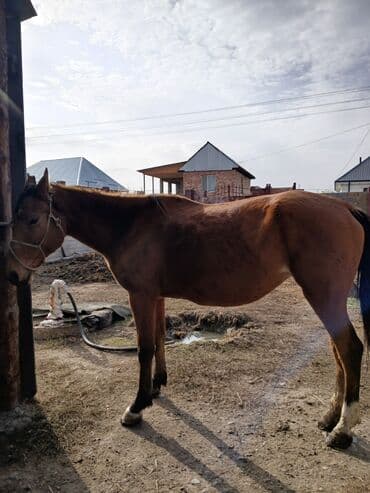 Кемирүүчүлөр: Сатам | Бээ (ургаачы) | Көбөйтүү үчүн — 3