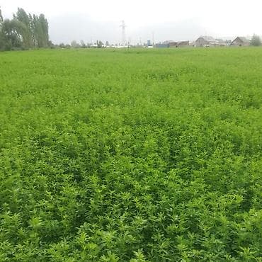 срочно в связи с переездом: Продаю клевер в тюках 1й и 2й укос а так же саманный тюк и пшеницу 3й — 7