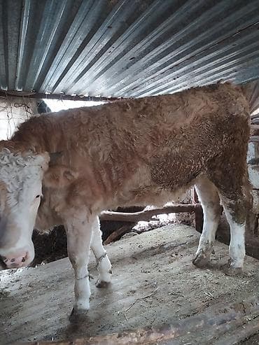 кролики домашние: Продаю | Тёлка | Симментальская | Для разведения — 1