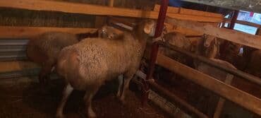 коровы молочной породы купить: Продаю | Овца (самка) | На забой — 9