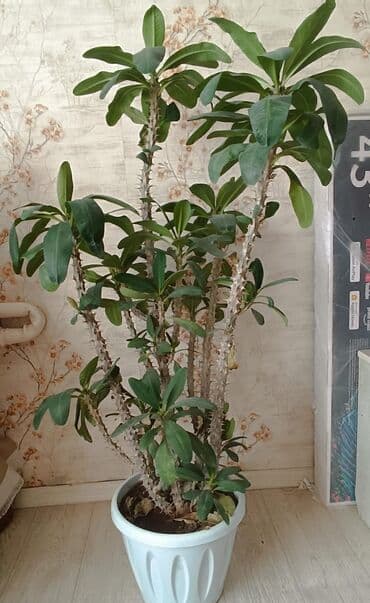 литий ионные аккумуляторы: Продам, Кактус (молочай) 4 000 — 1