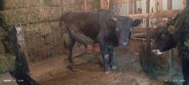 дойный коровы: Продаю | Бык (самец) | Алатауская, Швицкая, Абердин-ангус | На откорм, Для разведения | Осеменитель, Искусственник — 5