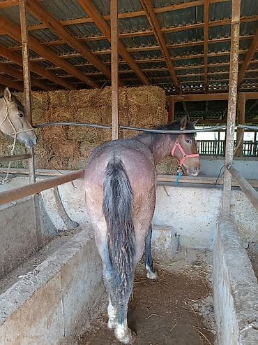 Продаю | Жеребец