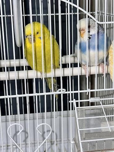 стекло аквариум: Волнистые попугаи с клеткой и аксессуарами - Пара волнистых попугаев — 6