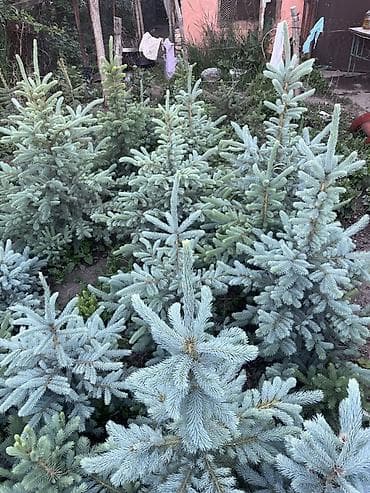 Ель голубая (Picea pungens ‘Glauca’) — саженцы из грунта. - Порода lalafo.kg да Ель голубая (Picea pungens ‘Glauca’) — саженцы из грунта. - Порода