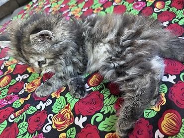 котята сфинкса купить: Пушистые котята-длинношёрстики, тигрово-черепахового и дымчато‑серого — 5