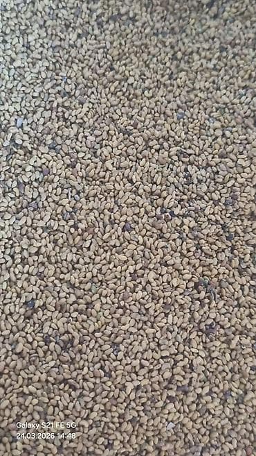 алоэ цветок: Семена люцерны (Medicago sativa) — фасовка в мешки - Культура — 2