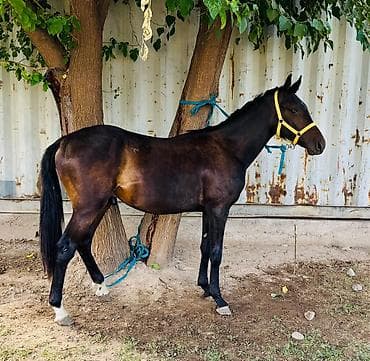 продать кошку: Продаю | Жеребец | Конный спорт | Племенные — 2