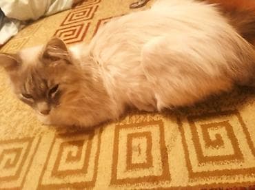 токмок кошки: Сибирская, 1 год, Мальчик, Белый — 5