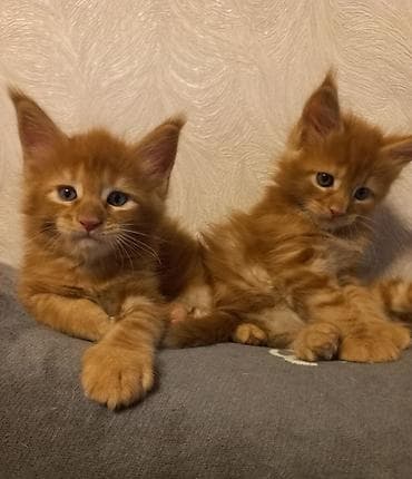 купить кота абиссинца: 🐾🐈Предлагаются к ранней брони очаровательные котята мейн-кун — 1