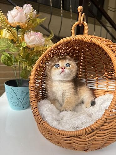 кошка шотланка: Скотиш Страйт (Шотландская прямоухая), 1 месяц, Мальчик, Золотая шиншилла, Приучена к лотку, Проглистована, С документами — 2