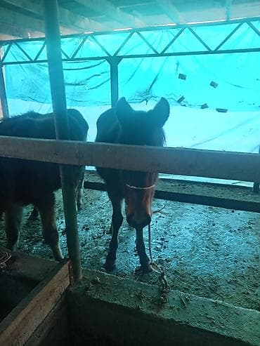 Грызуны: Продаю | Жеребенок | Для разведения — 7