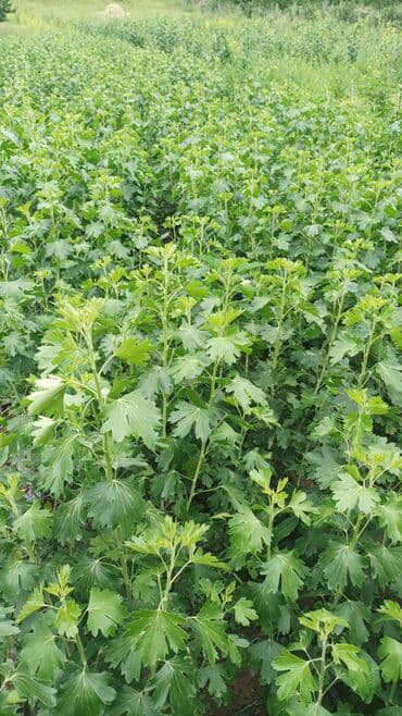 костюмерная винтаж дворец спорта ( костюмерная фея) бишкек: Капитан карагат кочоттор у сатылат (золотистая смородина) тушумдуулугу — 5