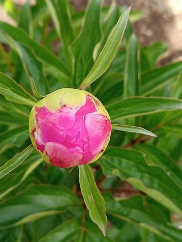 под цветники для комнаты: Пионы оптом и в розницу!🌿 🌿 Сорта и окраски: 🌿"Дюшес де Немур " - — 4
