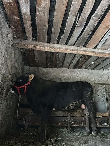 кошка жалал абад: Сатам | Бука (эркек) | Байланган — 2