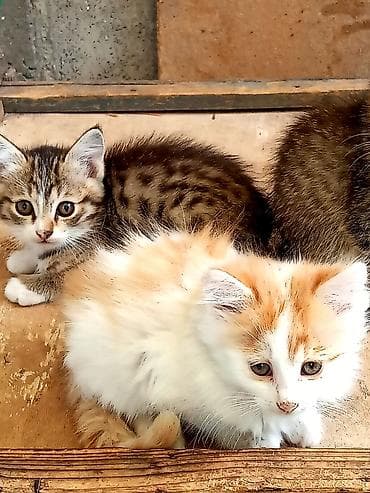 сиамская кошка даром: Отдам бесплатно славных здоровых котят в добрые руки.Самовывоз.Село — 3