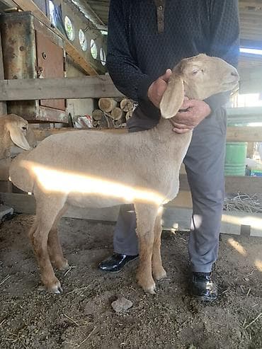 баран купить бишкек: Продаю | Ягненок | На забой | Племенные — 1