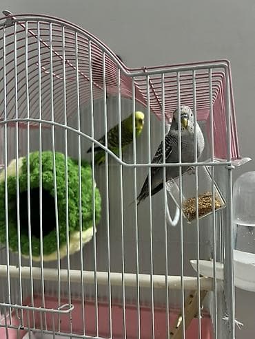 Животные: Клетка для волнистых попугаев с аксессуарами - Просторная — 2