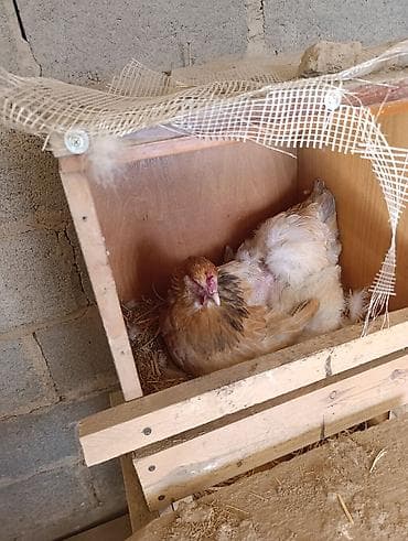 для куры: Продаю | Куры | Брама | Для разведения — 8