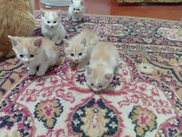 показы 1 354 72 договорная кошка даром британская короткошёрстная 1 год мальчик метис 2 позвонить написать: Очаровательные котята домашнего помёта. Описание: - Возраст на фото — 1