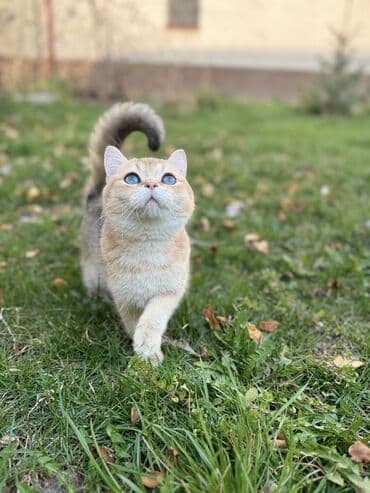 сколько стоит скоттиш фолд: Скотиш Фолд (Шотландская вислоухая), 6 месяцев, Мальчик, Золотая шиншилла, С документами, С прививками, Приучена к лотку — 12