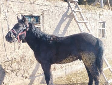 кой ети: Продаю | Жеребец | Полукровка | Для разведения — 4