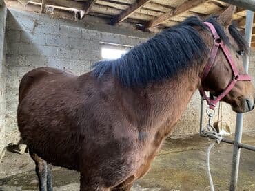 тук: Продаю | Конь (самец) | На забой, Рабочий — 4