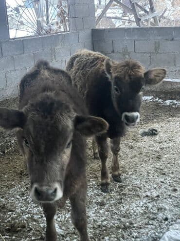 продажа поросят: Продаю | Тёлка | На откорм, Для разведения, Для молока — 10