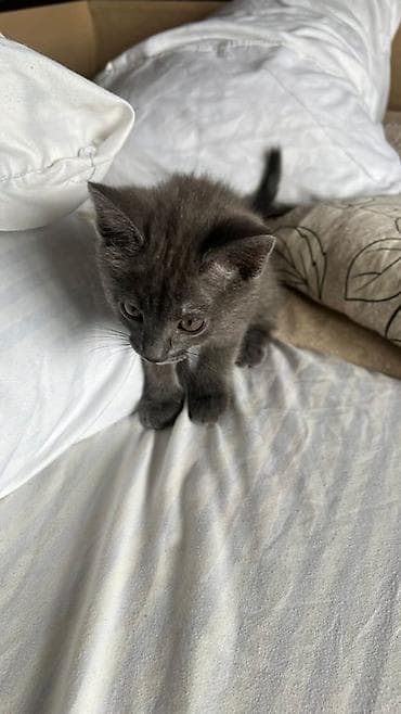 Үй жаныбарлары: Орус көгүлтүр, 2 айлык, Ургаачы, Боз, Аргын — 5