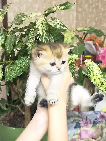 шатланские кошки: Британская короткошёрстная, 1 месяц, Мальчик, Приучена к лотку — 5