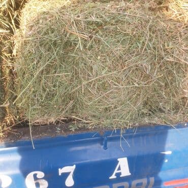 Тоо чоп 350 сом горное сено