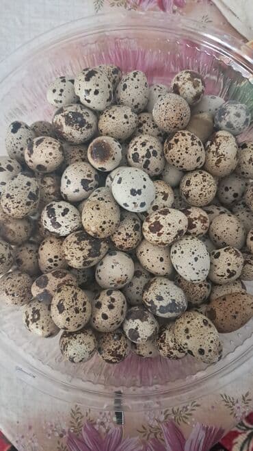 парт: Перепелиные яйца - Натуральные пятнистые яйца мелкого размера, отбор — 2