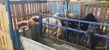 кошки ош: Продаю | Овца (самка) | Арашан | Для разведения — 2