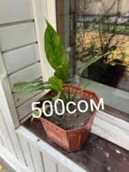 туалетный столик с подсветкой бишкек: Комнатные цветы по оптовым ценам — 5