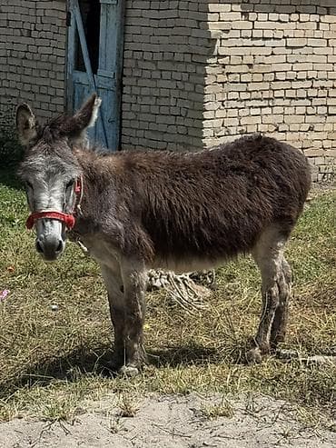 купить суриката: Осёл (самец), сельскохозяйственное/хозназначение. (Продаю срочна) — 1