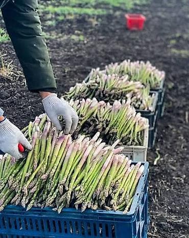 Спаржа. Саженцы спаржи. Спаржа корнями. Спаржа саженцы. Информация