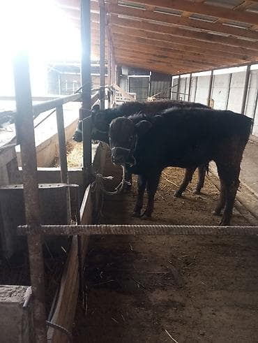 швиц бычки: Продаю | Бык (самец) | На откорм | Привязанные — 9