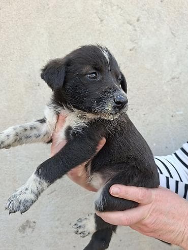 Щенки средних размеров, помесь дворняжек/пастушьих типов. Возраст —