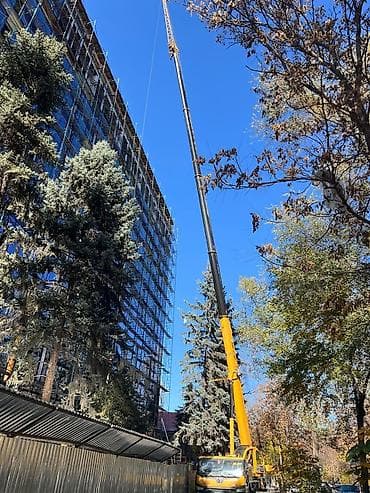 сова птица: Сдаю автокран, 25 тонн, Почасово — 2