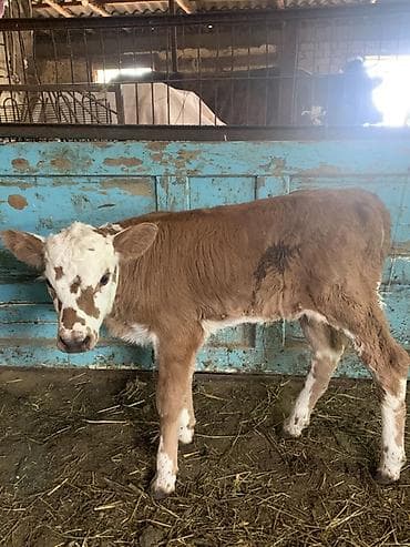 корова с теленкам: Продаю | Тёлка | Полукровка, Монбельярд | Для разведения, Для молока | Искусственник — 2