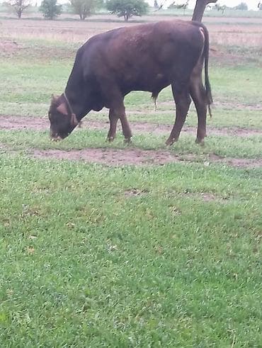 Продаю | Бык (самец) | Для разведения | Привязанные