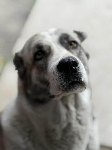 собаки алабаи: Крупная собака с мощным телосложением и выразительной маской на морде — 2