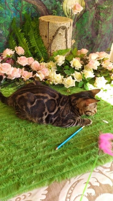 бенгальский леопардовый кот: Профессиональный Питомник Бенгалов . Бен Гла Мур предлагает Очень — 5