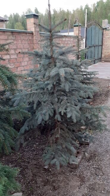 фикус али: Көчөттөр дарактардын: Карагайлар, Өзү алып кетүү — 4